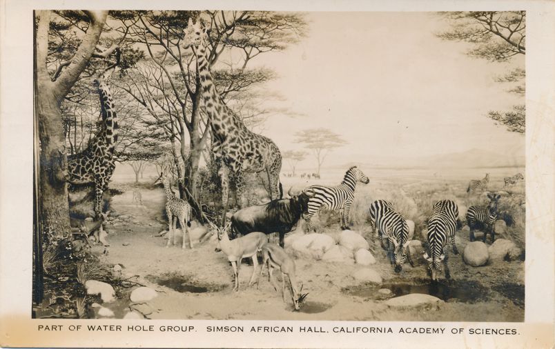 RPPC Water Hole Group - Simson African Hall - California Academy of Sciences-image