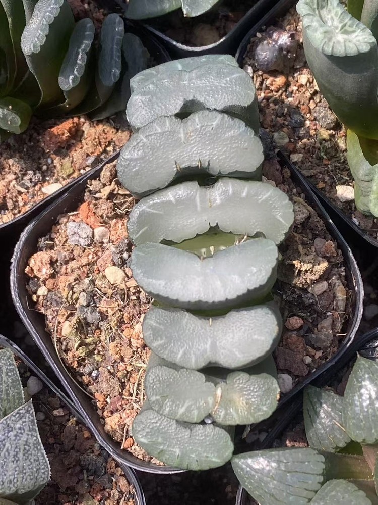 2PCS SucculentCactus Plants Haworthia truncata Schönland Beautiful plants