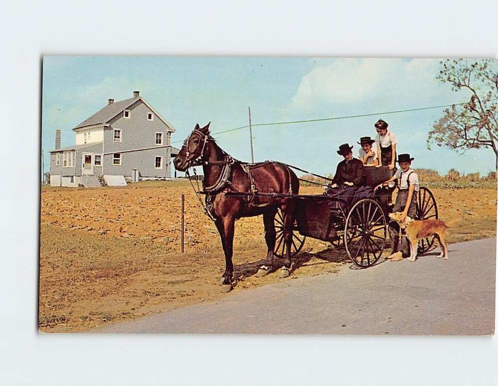 Postcard Young man with courting buggy Amish Country Pennsylvania USA