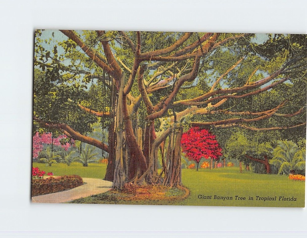 Postcard Giant Banyan Tree in Tropical Florida USA