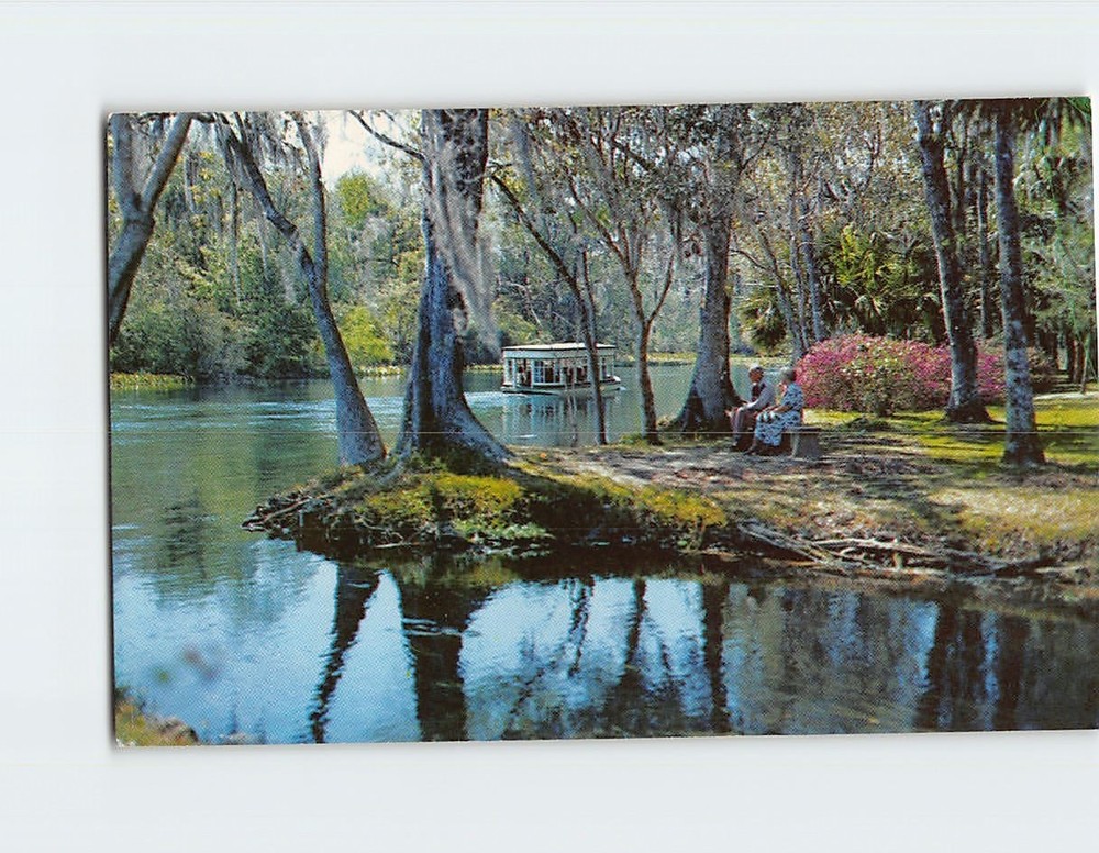 Postcard A Beautiful Florida Scene Along Silver River in Silver Springs FL USA