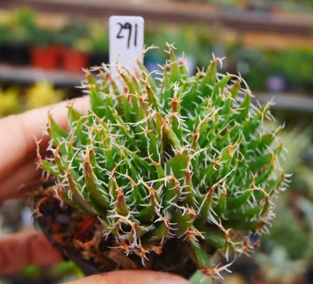 RareCacti Haworthia Candida Random SelfRooted Boutique Decor Garden