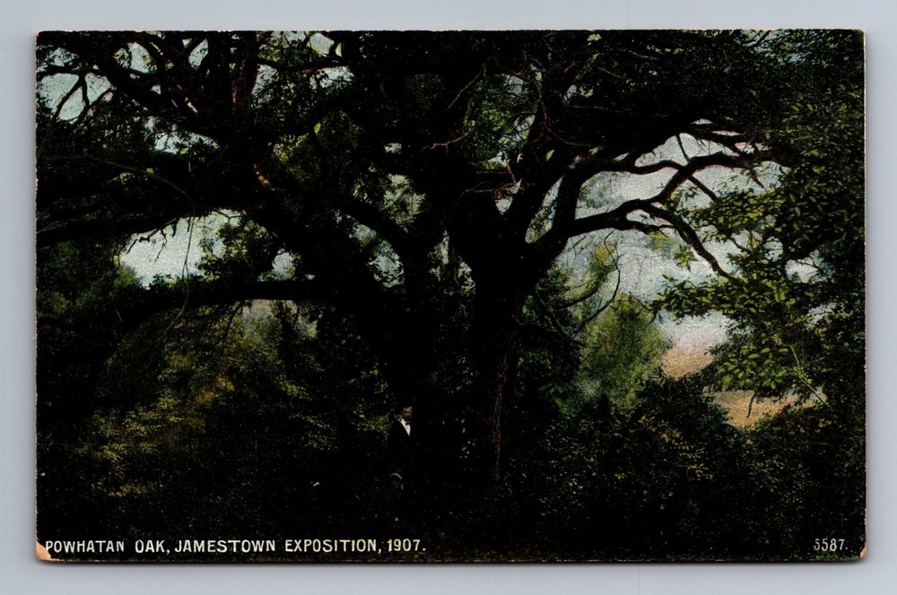 Powhatan Oak Jamestown Exposition 1907 Postcard A. C. Bosselman