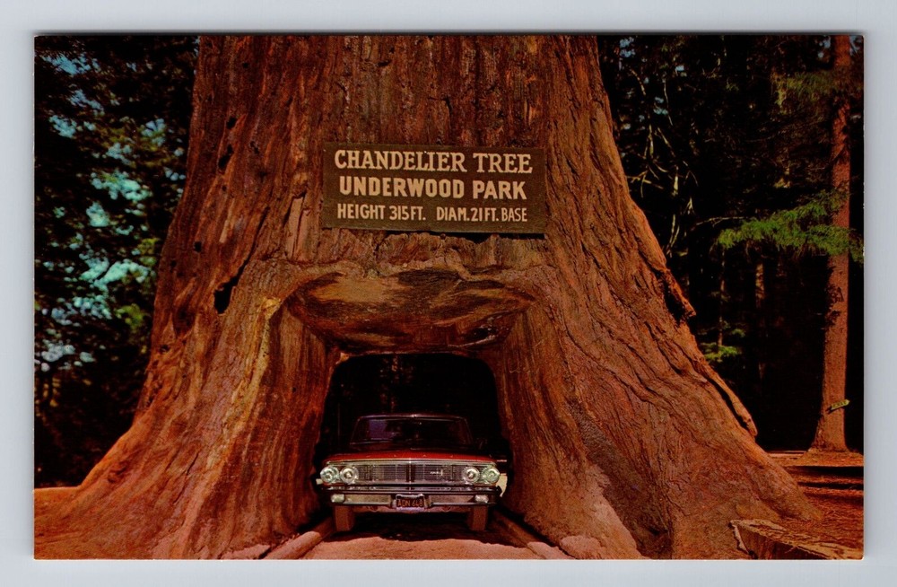 Underwood Park CA-California, Chandelier Drive Thru Tree, Vintage Postcard