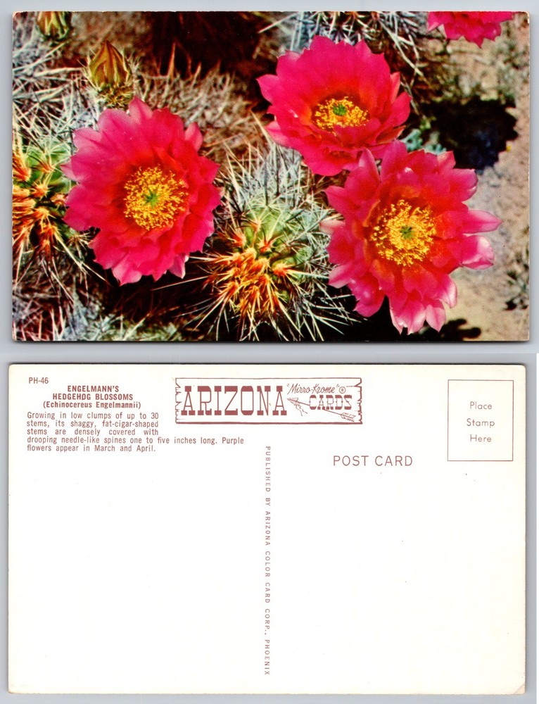Arizona Hedgehog Cactus Blossoms Postcard