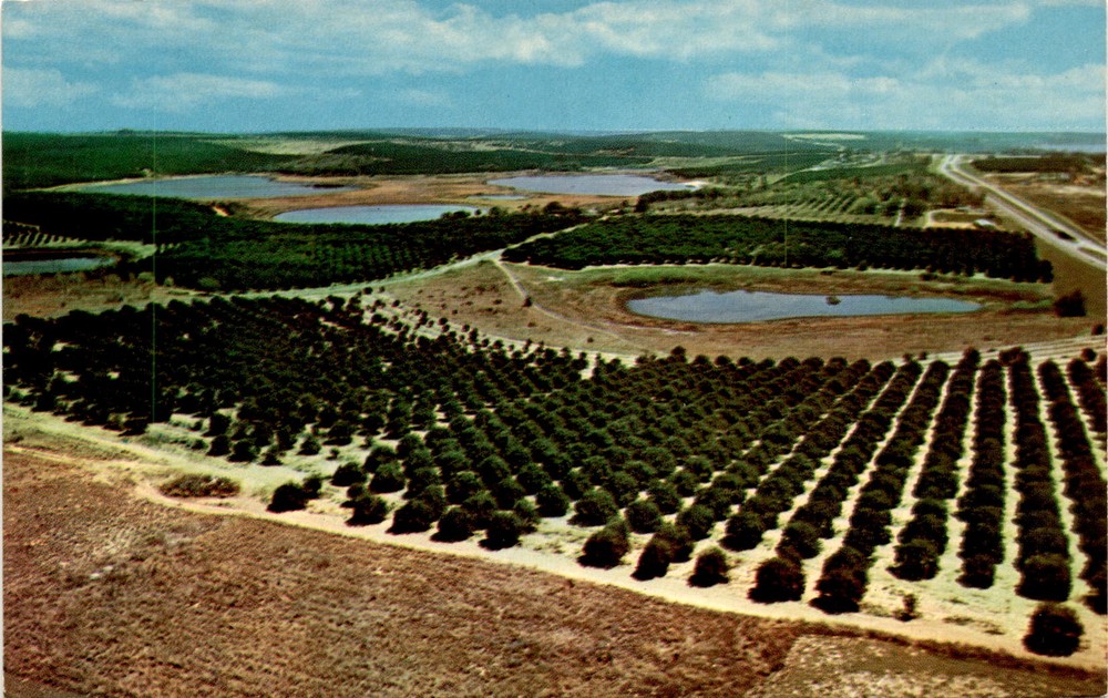 Clermont, Florida, Citrus Tower, Bright blue lakes, Citrus Groves Postcard