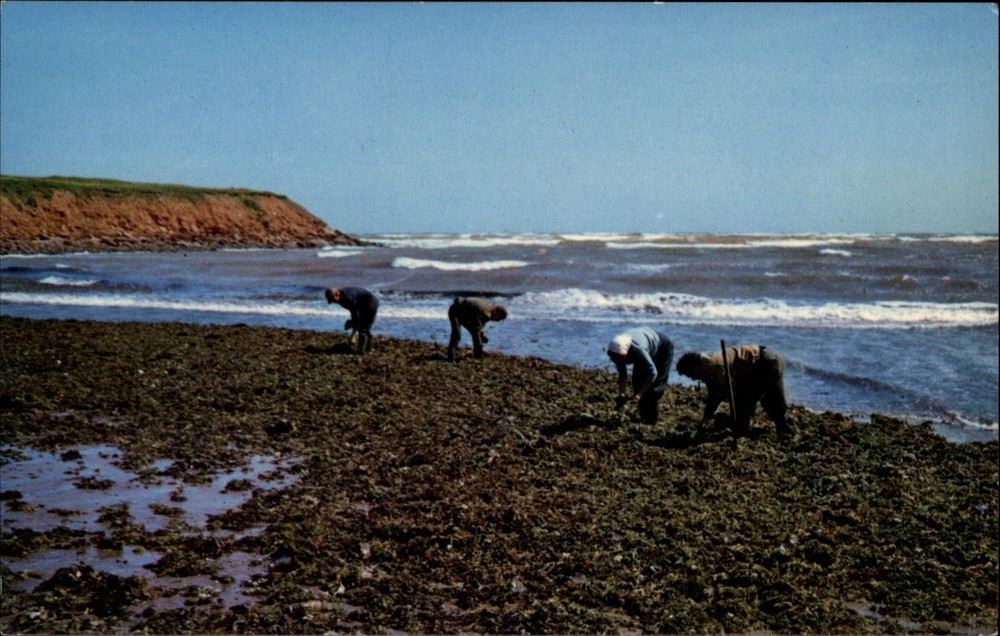 Gathering Irish Moss North Rustico Prince Edward Island Canada postcard s019