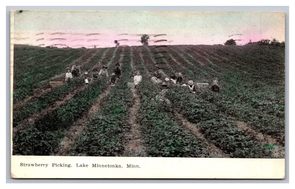 Lake Minnetonka MN Minnesota Strawberry Picking 1908 Divided Back Postcard