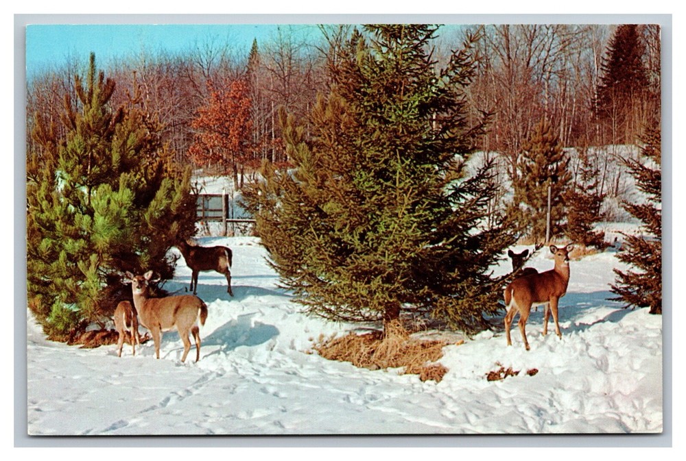 Boulder Junction, WI Wisconsin, Deer Supplementary Winter Feeding,  Postcard