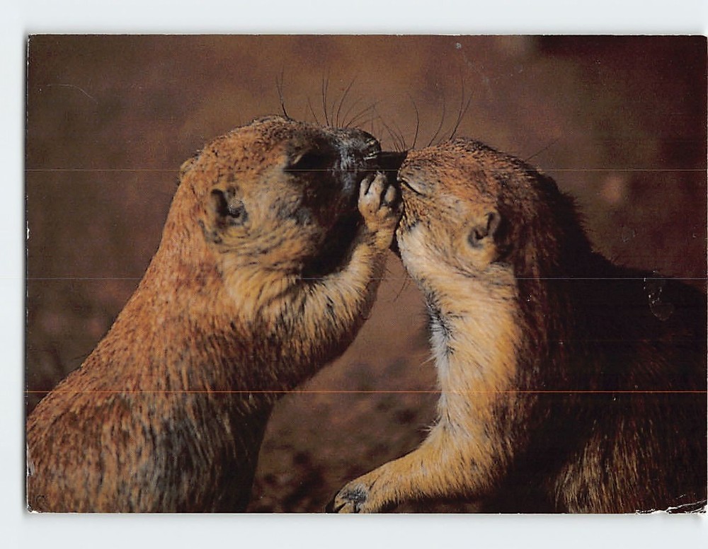 Postcard Prairie Dog Village Oklahoma Wichita Mountain Wildlife Refuge