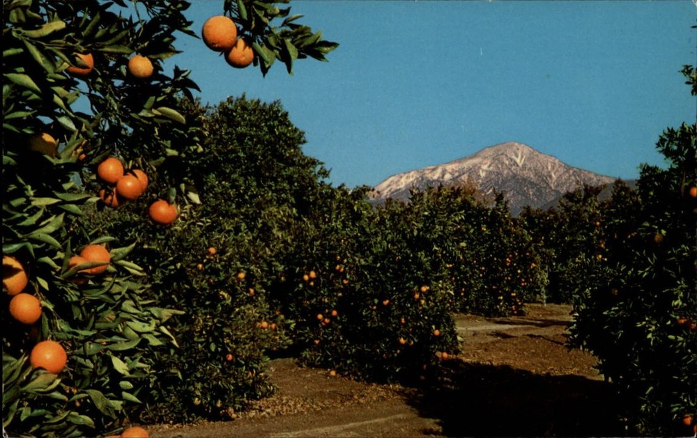 California oranges snow capped mountains ~ 1950-60s vintage postcard