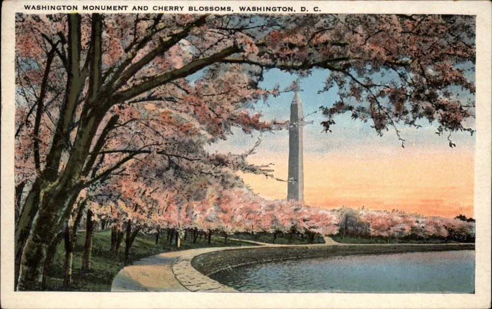 Washington Monument ~ Cherry Blossoms ~ Washington DC ~ 1920s postcard ~ pastel