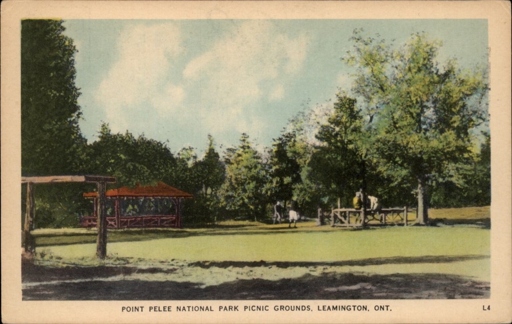 Point Pelee National Park Picnic Grounds Leamington Ontario postcard s979