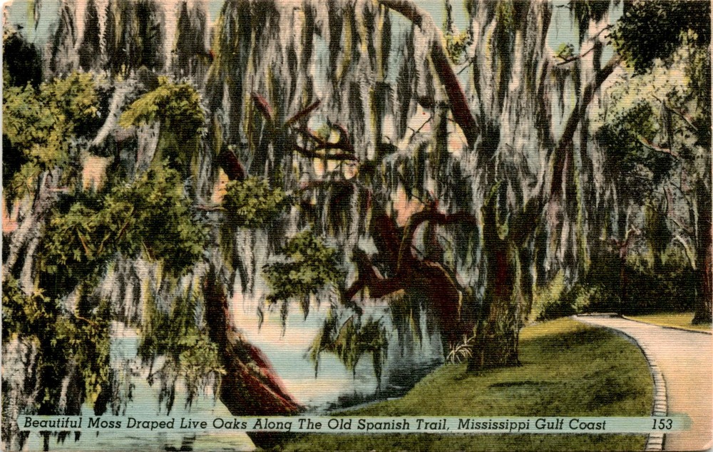 Moss Draped Live Oaks, Old Spanish Trail, Mississippi Gulf Coast, Postcard