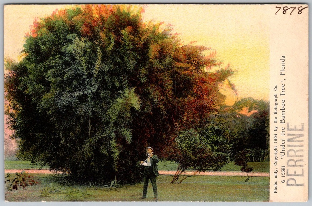 Antique Postcard Under The Bamboo Tree Florida, US 1900s