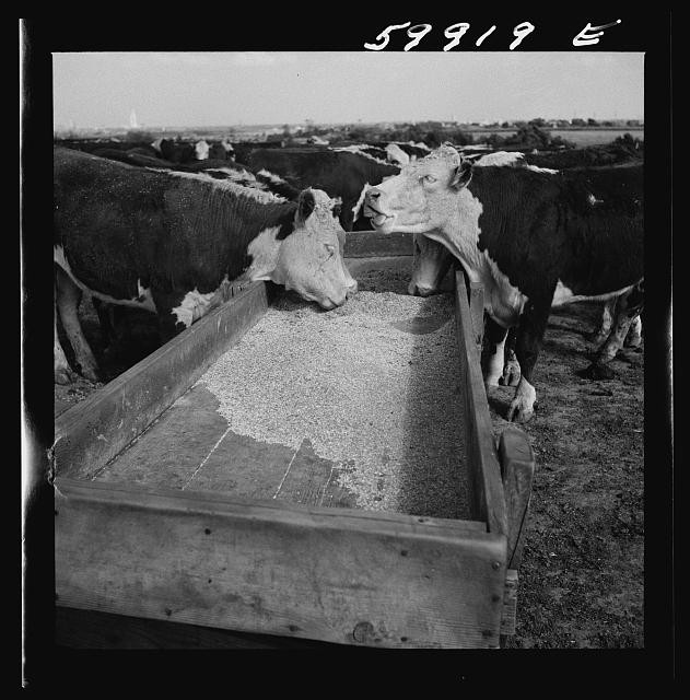 Lincoln Nebraska 1941 Hereford Cattle Feedlot Fattening Cattle Feeding