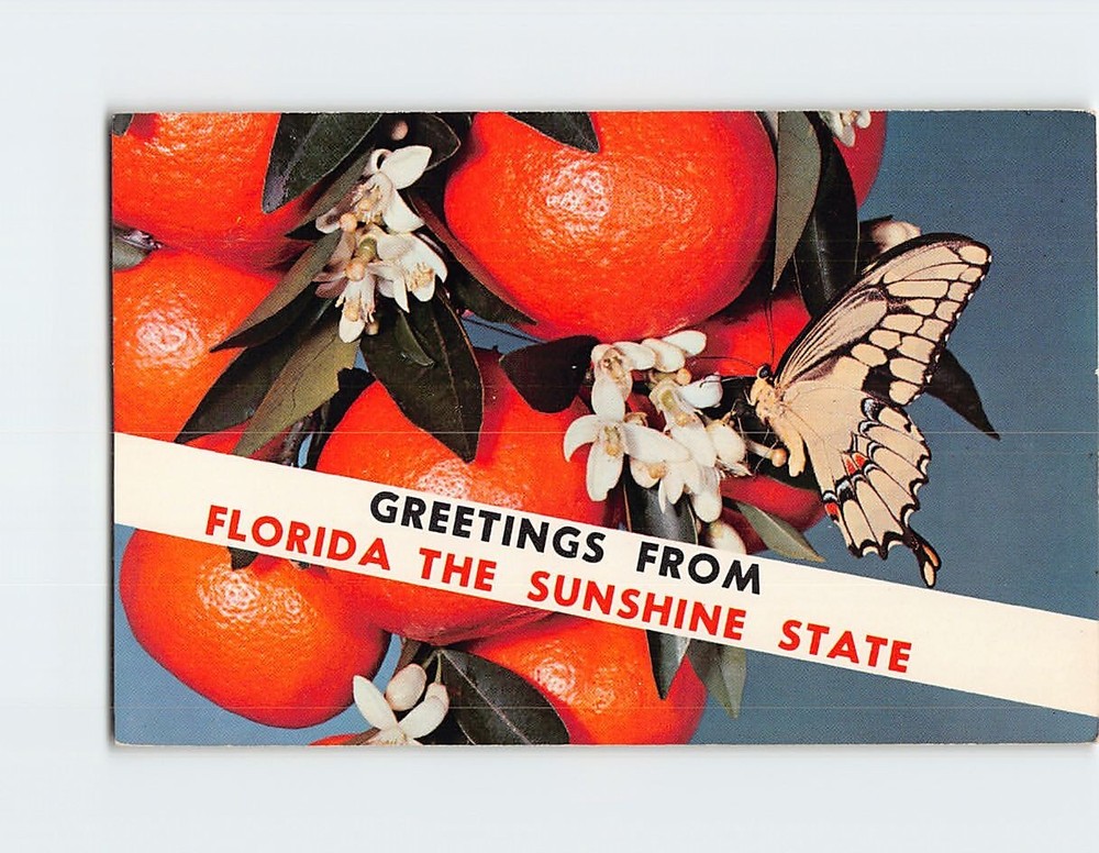 Postcard Greetings From Florida The Sunshine State