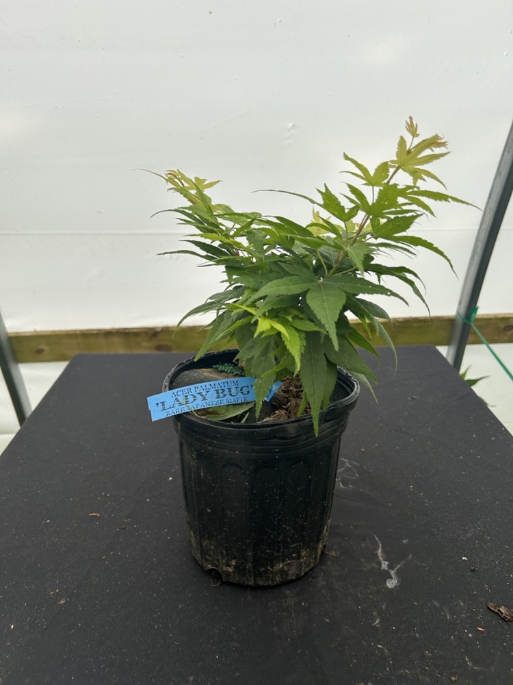 Acer palmatum 'Lady Bug' Japanese Maple 1 Gallon-image