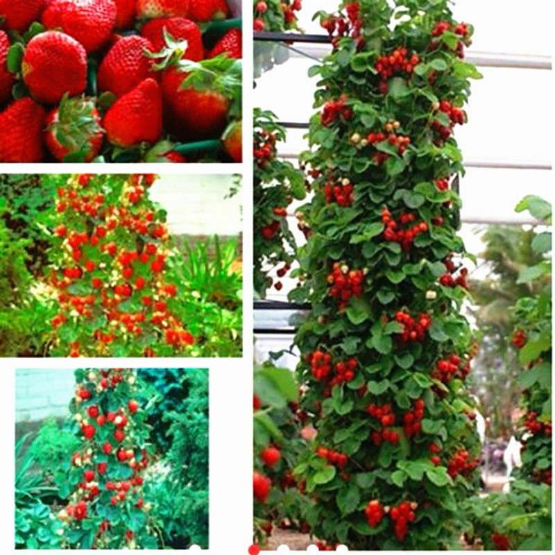 Red Climbing Strawberry Seeds, Garden Fruit Plant, Sweet And Delicious seeds