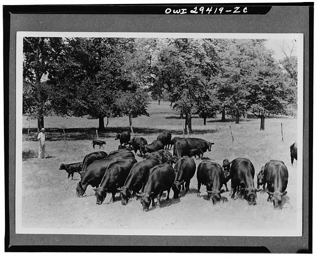 Photo:Cattle Herd Grazing Pasture 1900s Herdsman Trees Rural Scene