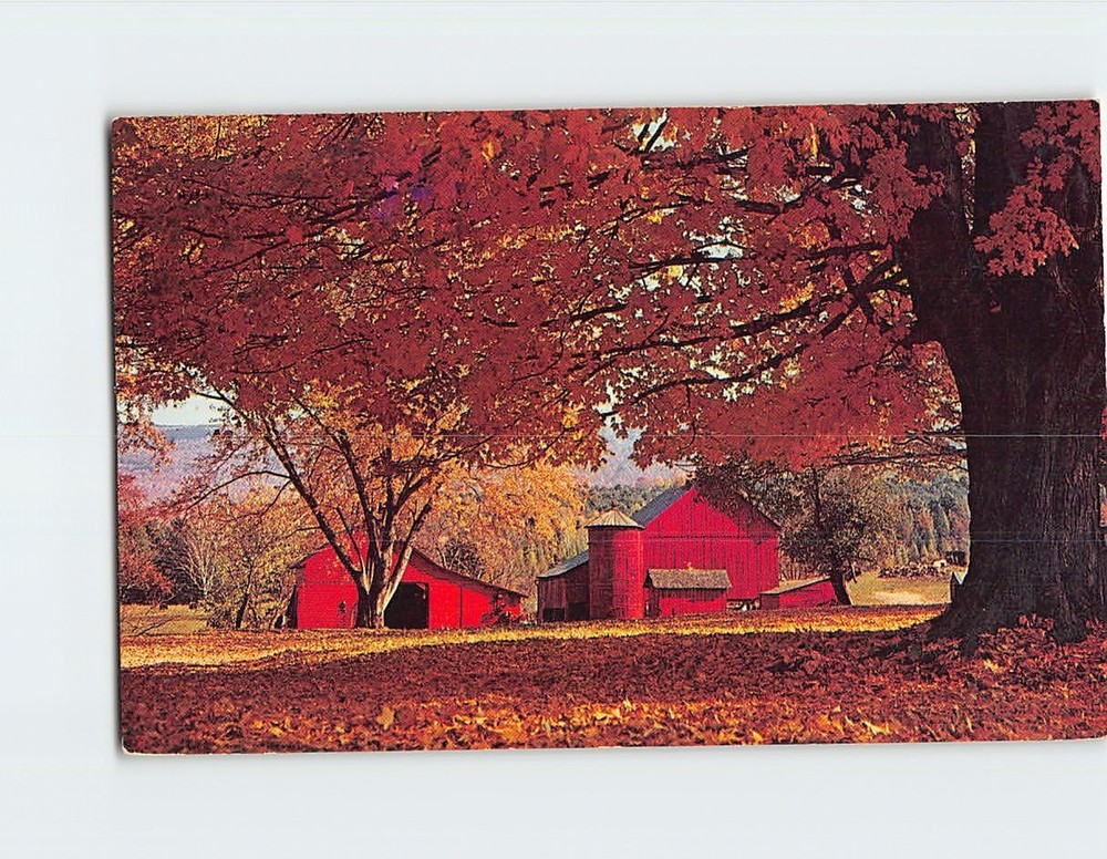 Postcard Red bards and an old sugar maple tree Vermont USA