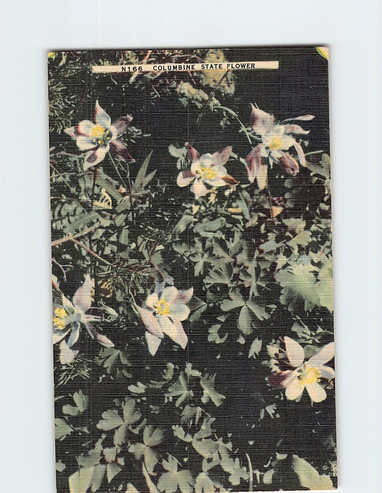 Postcard Columbine State Flower of Colorado USA