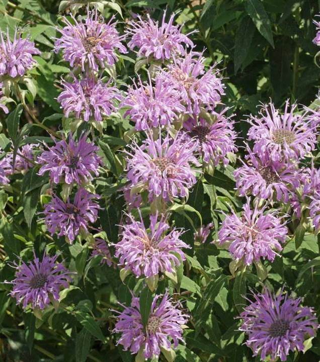Wild Bergamot Wildflower Seeds - Monarda fistulosa - B228