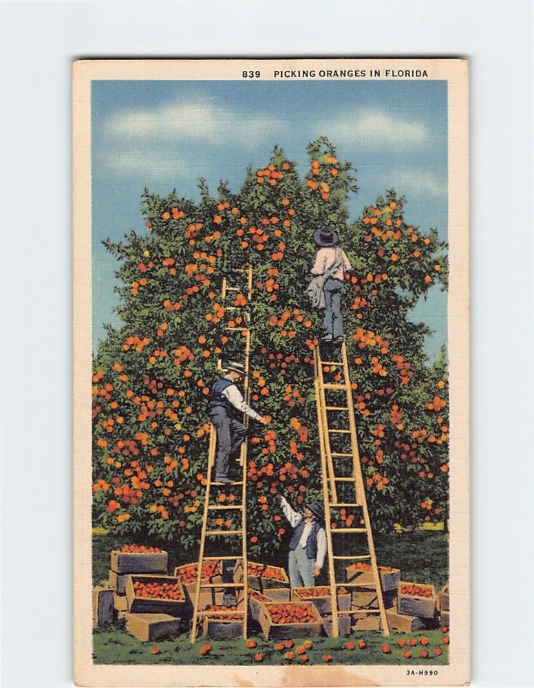 Postcard Picking Oranges in Florida USA