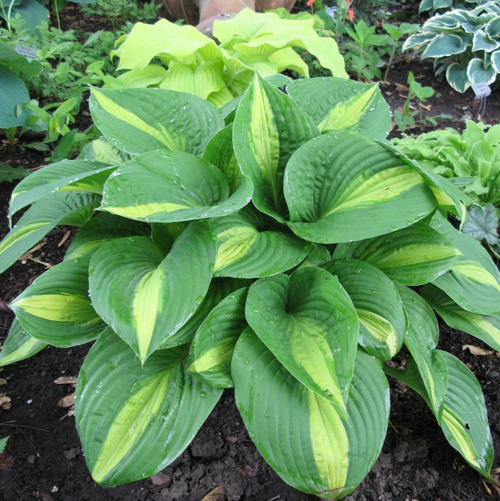 hosta ANN KULPA medium shiny thick pointed 2.5