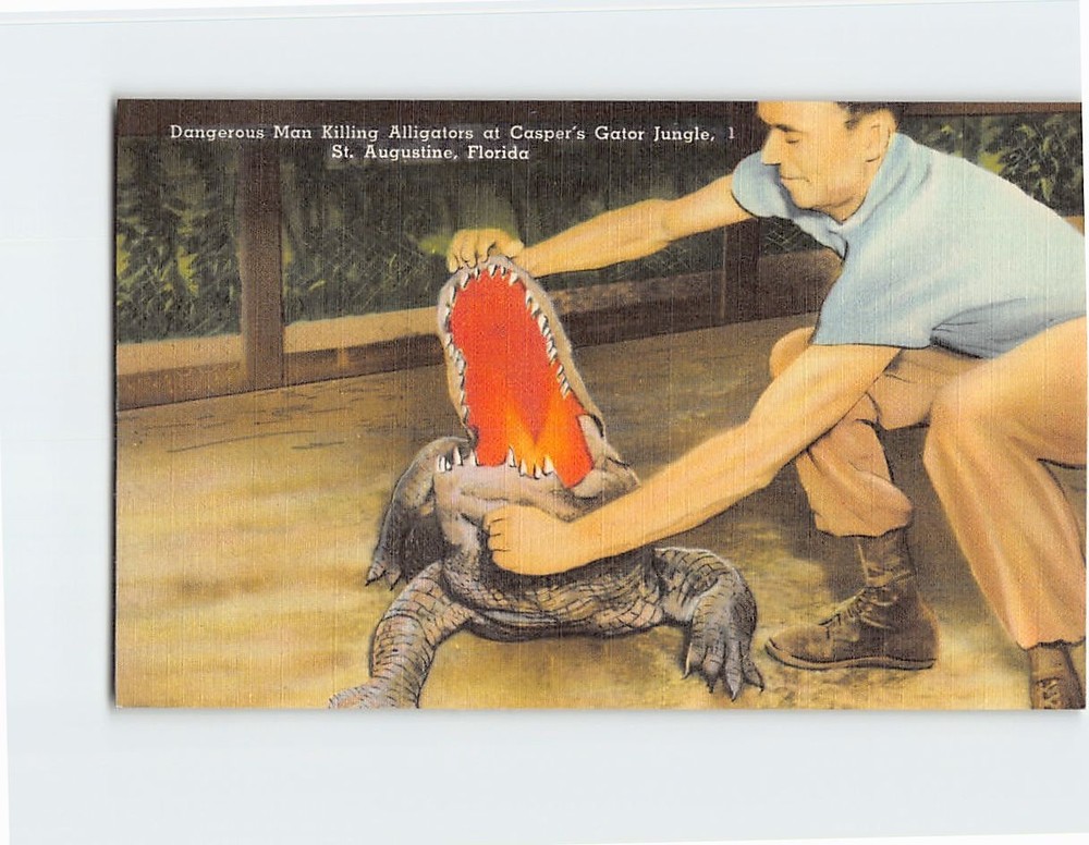 Postcard Dangerous Man Killing Alligators at Caspers Gator Jungle Florida USA