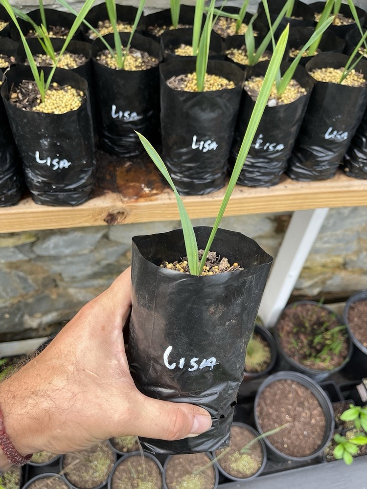 Sabal Palmetto Lisa Rare 1/2 Gallon Palm Tree Plant