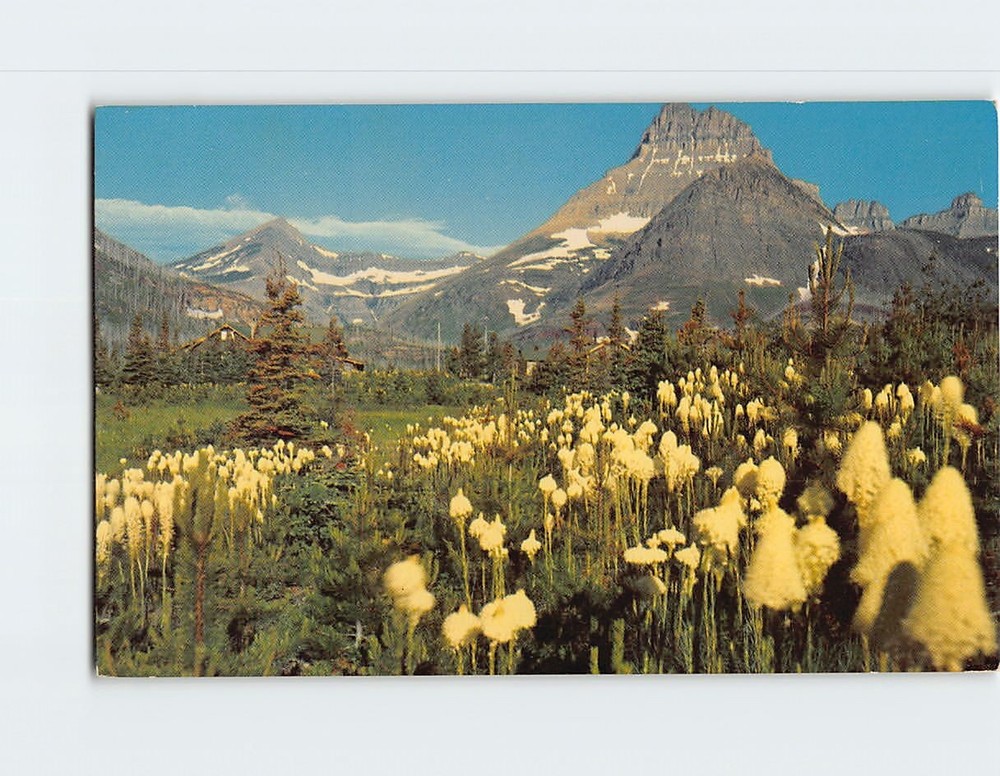 Postcard Bear Grass & Mt. Wilbur Glacier National Park Montana USA