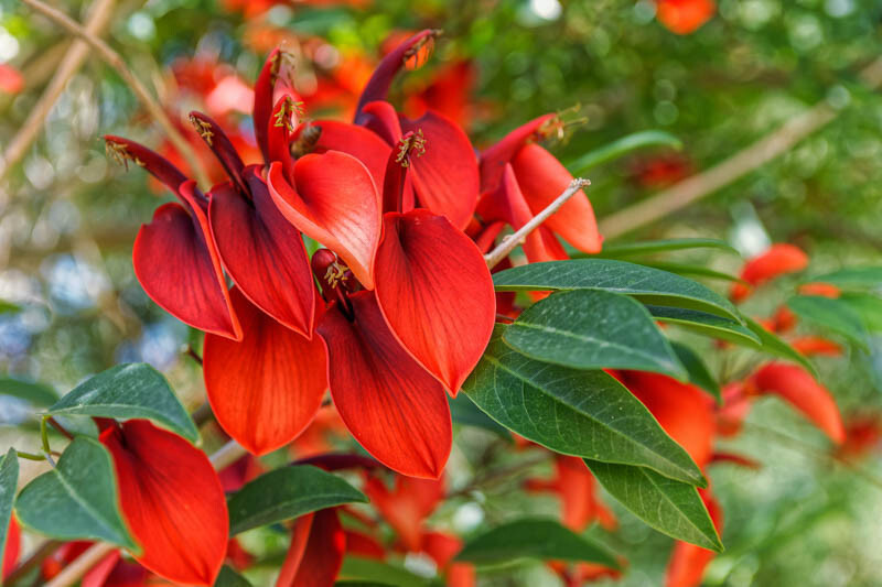Erythrina crista galli CORAL TREE Seeds! EXOTIC!