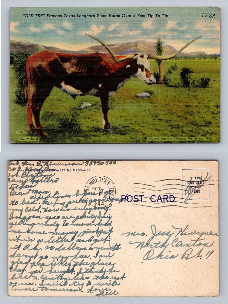 San Antonio, TX-Texas Old Tex Longhorn Steer 8 Foot Horns Vintage c1944 Postcard