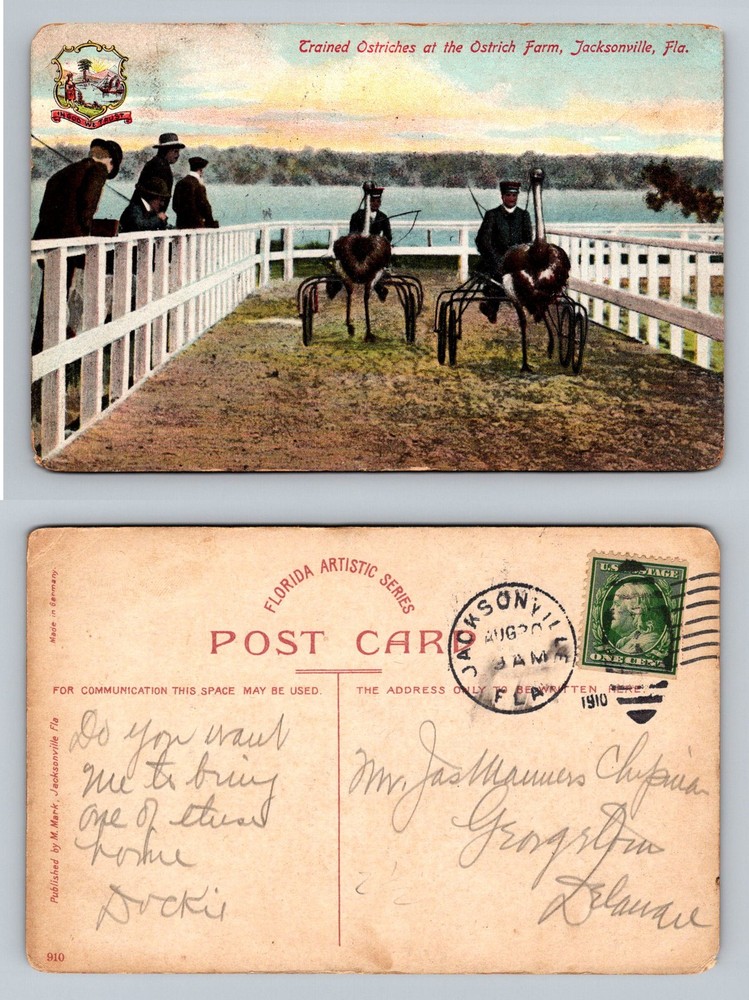 Jacksonville, FL-Florida, Trained Ostriches Farm Racing Vintage c1910 Postcard