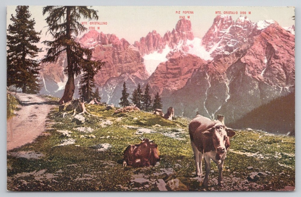 Dolomites Postcard Monte Cristallo Tyrol Italy Cows Mountain View c1920s