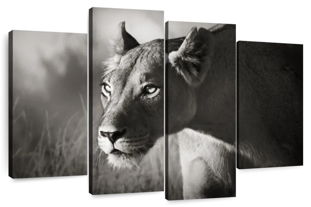 Stalking Lioness Wall Art