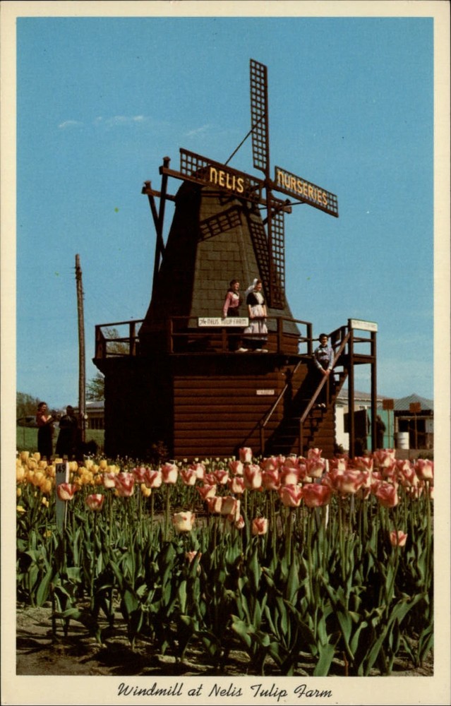 Holland Michigan Windmill Nelis Tulip Farm Dutch costume unused vintage postcard