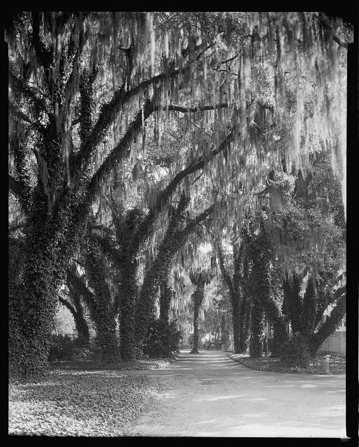 Photo:Savannah Georgia Wormsloe Plantation 1940s Oak Alley Spanish Moss