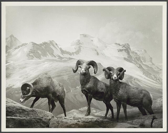 Photo:Bighorn sheep 1949