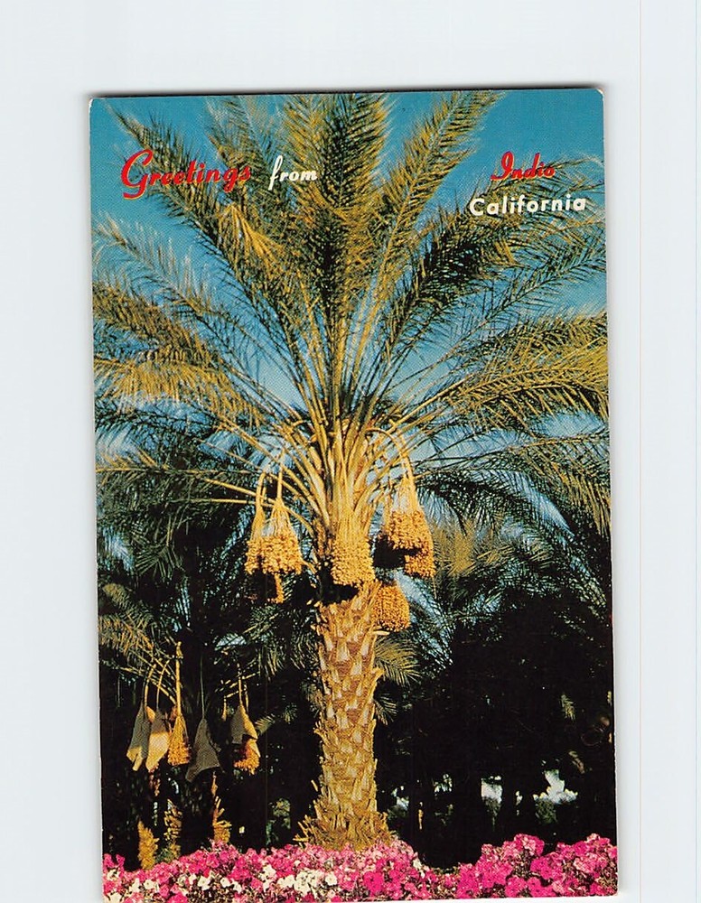 Postcard Picturesque Date Palms Indio California USA