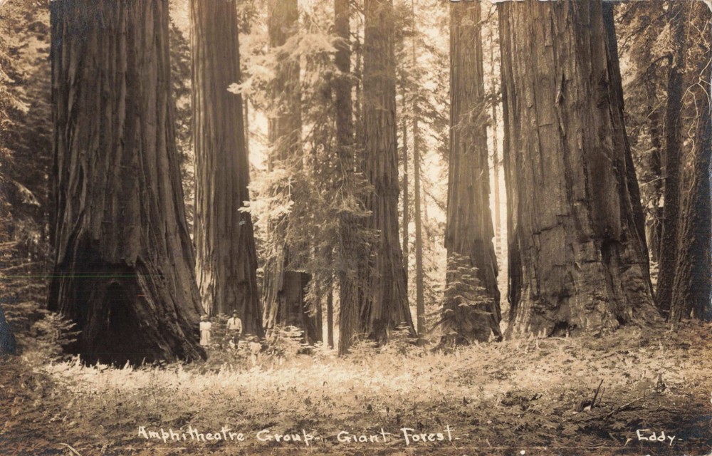 Amphitheater Group Giant Forest Sequoia National Park California c1920 RPPC