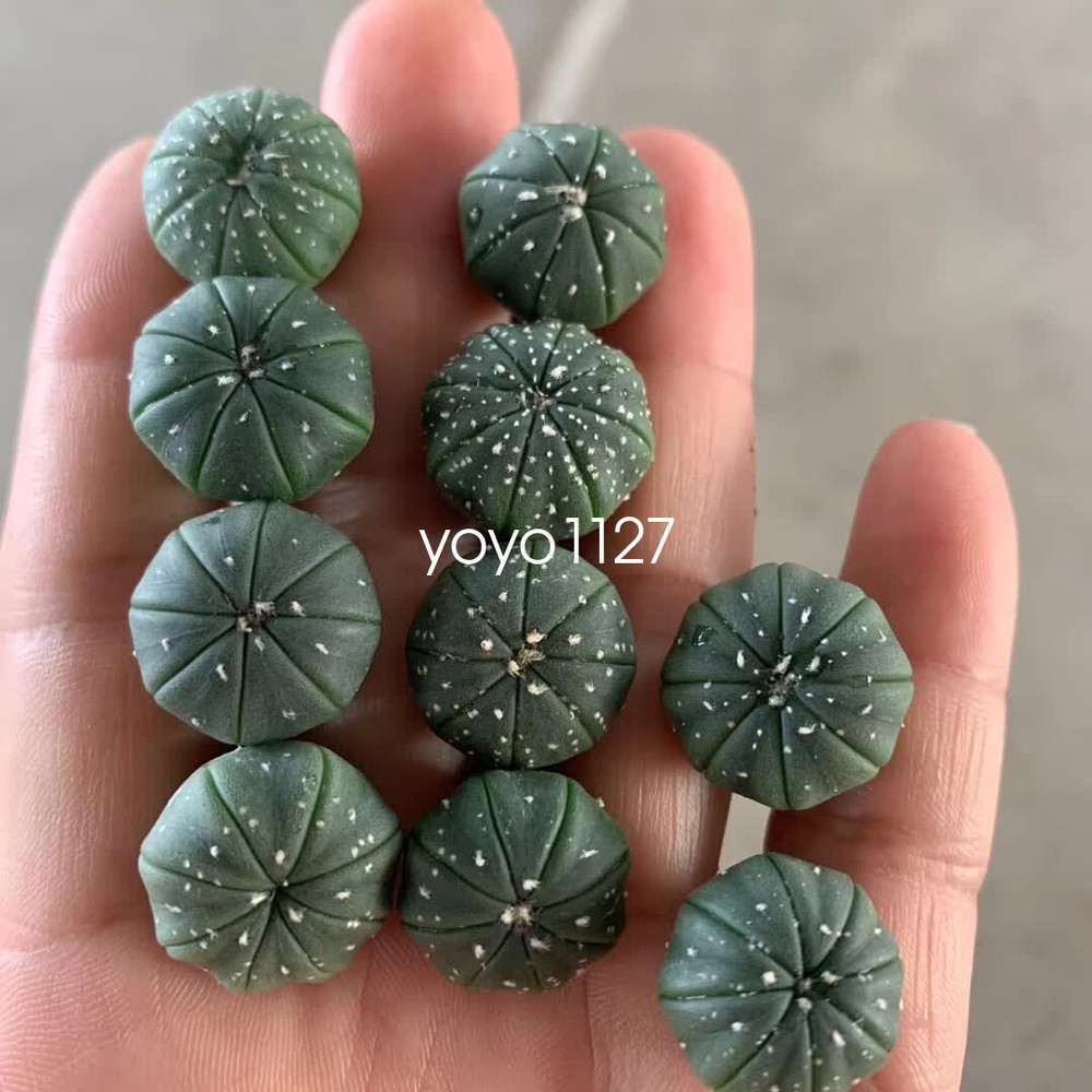 40pcs Astrophytum myriostigma Astrophytum asterias cactus Succulent  2-3cm