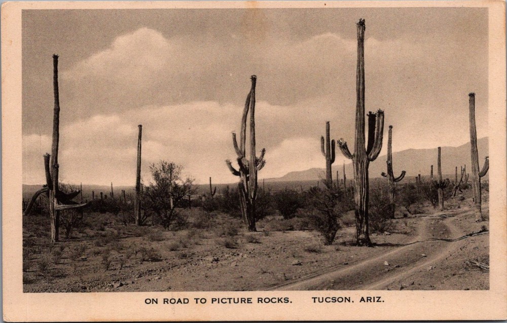 Vintage Picture Rocks Tucson Arizona Saguaro Cactus Desert Postcard Albertype