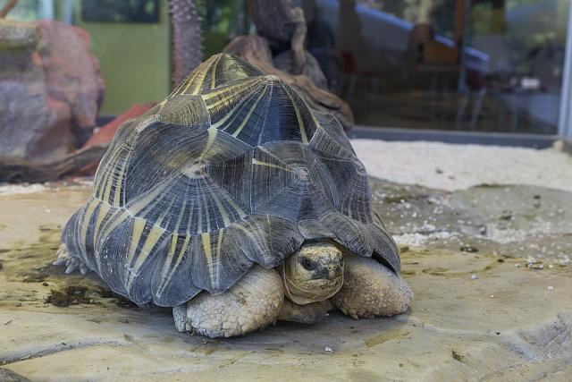Turtle at the California Academy of Sciences, San Francisco, California-image