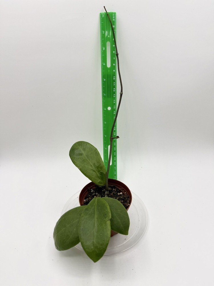 Hoya sp. Hot Lips Well Rooted Established Plant