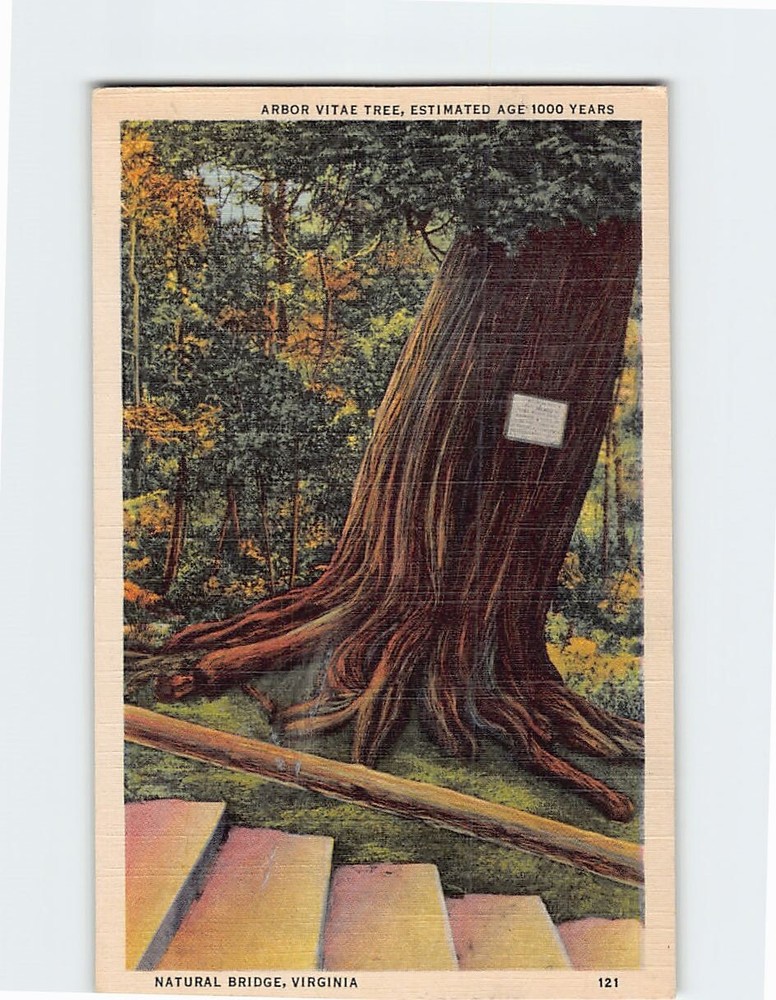Postcard Arbor Vitae Tree, Natural Bridge, Virginia