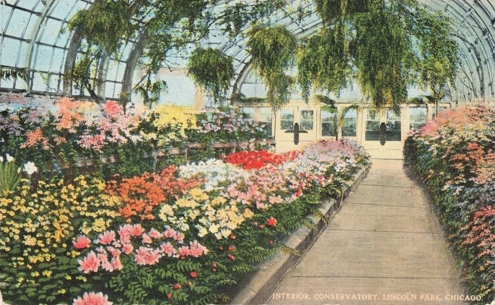 Interior Conservatory - Lincoln Park - Chicago Illinois IL - Postcard