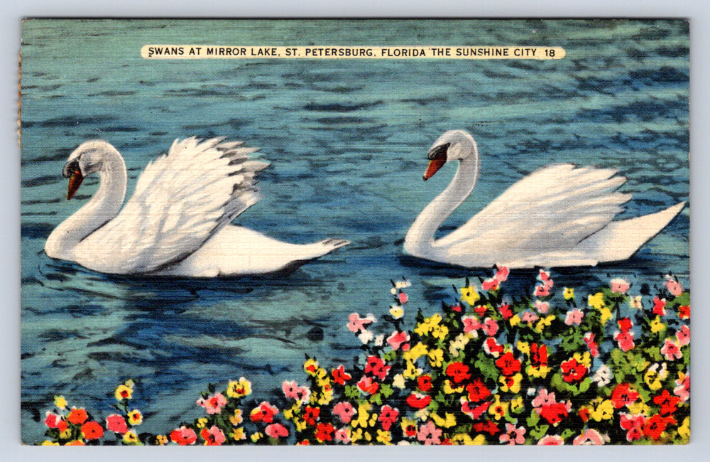 Vintage Postcard Swans At Mirror Lake St Petersburg Florida