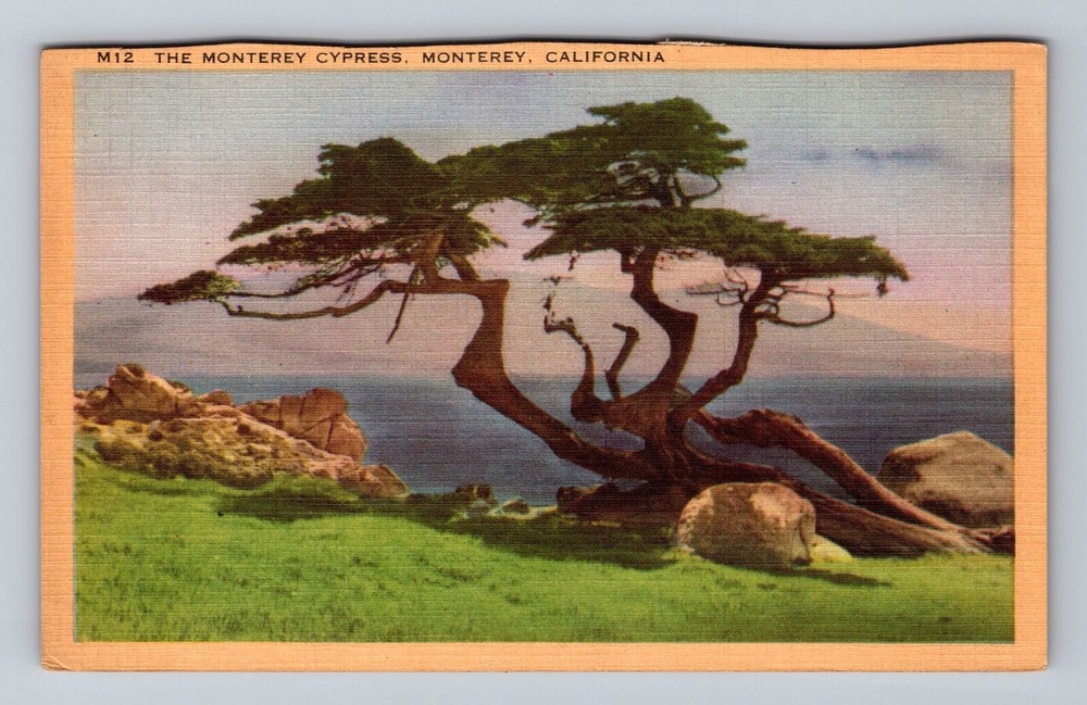 California CA Monterey The Monterey Cypress Tree Vintage Postcard